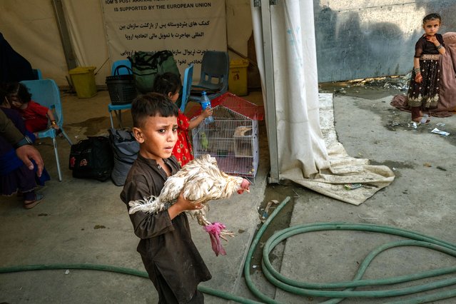 An Afghan migrant carries a chicken from Pakistan after crossing the border to Afghanisran in the Omari camp, a temporary, large-scale shelter, on September 15, 2025 in Torkham border crossing, Afghanistan. (Photo by Elke Scholiers/Getty Images)