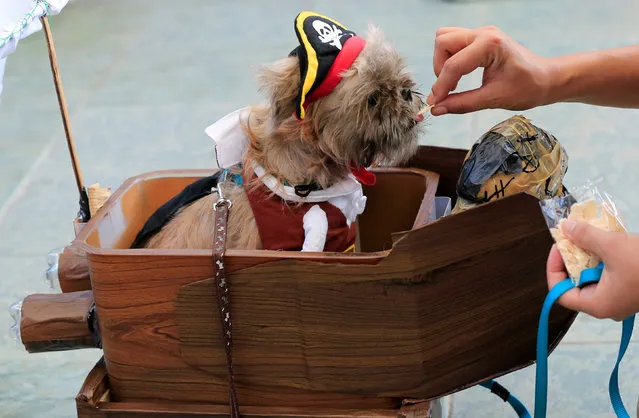 A pet owner feeds her Terrier puppy wearing a pirate costume as they take part in “A Petrifiying Trail Pet” costume party at a mall in Pasay city, metro Manila, Philippines October 23, 2016. (Photo by Romeo Ranoco/Reuters)