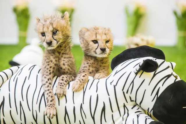 An undated handout photo made available by Everland on 24 April 2018 shows a pair of male and female baby cheetahs born on 13 March at the Everland amusement park in Yongin, South Korea. (Photo by EPA/EFE)