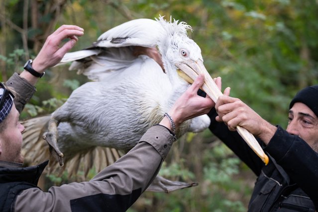 Mulhouse Zoo keepers hold a pelican during the annual avian influenza (HPAI) vaccination campaign, at the Parc Zoologique et Botanique de Mulhouse, eastern France, on November 6, 2025. (Photo by Sebastien Bozon/AFP Photo)