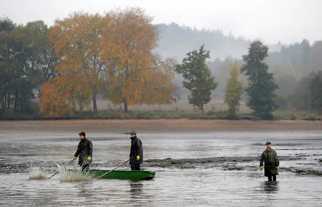 Fishermen set out to begin the traditional carp haul near the village of Belcice, Czech Republic, October 25, 2016. Carp, the traditional Czech Christmas Eve dinner, is harvested primarly from the region of southern Bohemian lakes. (Photo by David W. Cerny/Reuters)