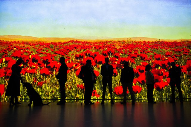Veterans stand in front of an immersive poppy landscape projection at the launch of the Royal British Legion Poppy Appeal 2025, at Frameless in central London on Thursday, October 23, 2025. This year's theme highlights how the RBL is rebuilding lives across the Armed Forces community. (Photo by James Manning/PA Images via Getty Images)
