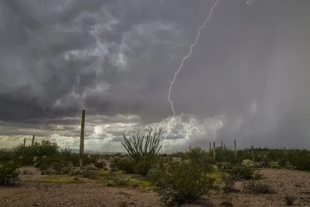 Lightning strikes during a storm over saguaro cactus, on August 14, 2014, in Arizona. (Photo by Roger Hill/Barcroft Media)