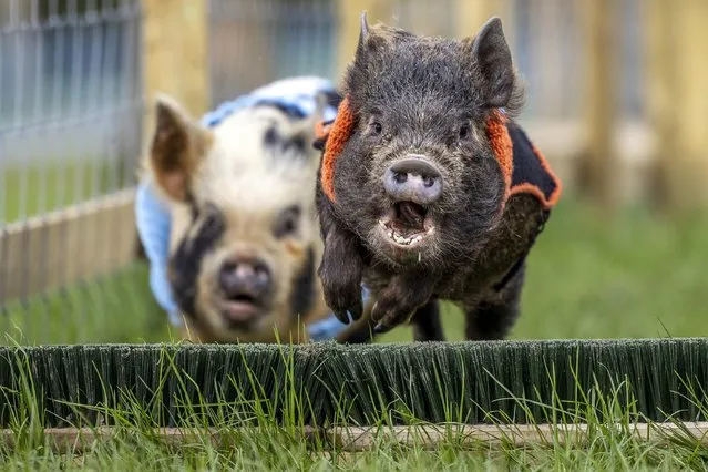 Costumed pigs jump over a brush head while training for a forthcoming race at Monk Park Farm, Thirsk, North Yorkshire, United Kingdom on April 24, 2023. (Photo by James Glossop/The Times)
