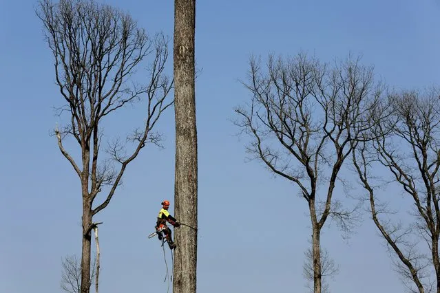 A forest worker climbs an oak in the Forest of Berce in the Loire region, Tuesday, March 9, 2021. In a former royal forest in France, four 200-year-old oaks are being felled for wood to reconstruct Notre Dame cathedral's fallen spire. (Photo by Thibault Camus/AP Photo)