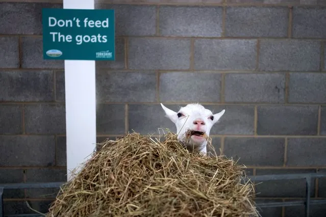 A goat eats straw in its stall on the final day of the 164th Great Yorkshire Show on July 14, 2023 in Harrogate, England. Held at the Yorkshire Showground the Great Yorkshire Show is known as one of the best agricultural shows in the UK, welcoming 140,000 people to the 250-acre site. The four-day show celebrates agriculture, food, farming and countryside, with a respect for tradition while welcoming new additions. (Photo by Ian Forsyth/Getty Images)