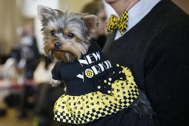 Schmitty the Weather Dog is held by meteorologist Ron Trotta during a news conference for the upcoming 139th Annual Westminster Kennel Club Dog Show in New York February 12, 2015. (Photo by Shannon Stapleton/Reuters)