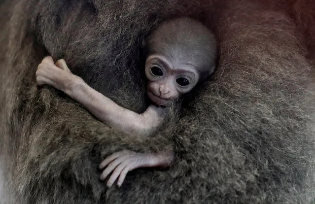 A newly born endangered Silvery Gibbon baby is held by its mother Alangalang at Prague Zoo, Czech Republic, August 14, 2018. (Photo by David W. Cerny/Reuters)
