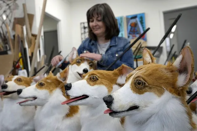 Puppet maker Louise Jones puts the finishing touches to her group of corgi puppets, each one an individual and based on past and present Royal corgis, part of “The Queen's Favourites” for the Platinum Jubilee Pageant, in Coventry, England, Thursday, May 5, 2022. Coventry based Imagineer are bringing all “The Queen's Favourites” to The Queens Platinum Jubilee Pageant on June 5, 2022 in collaboration with Midlands based artists and participants. The Pageant is to honour Britain's Queen Elizabeth II as the first British Monarch to celebrate a Platinum Jubilee with 70 years of service. The Pageant will pass through Westminster and along The Mall past Buckingham Palace telling the story of the Queen's record reign. (Photo by Kirsty Wigglesworth/AP Photo)