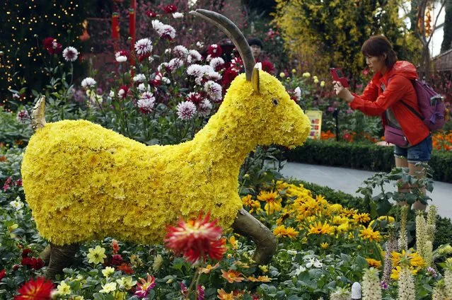 A visitor takes a picture of a floral display of goats made from chrysanthemum blooms ahead of the Lunar New Year at the Gardens by the Bay greenhouse in Singapore February 9, 2015. The Chinese Lunar New Year on February 19 will welcome the Year of the Sheep (also known as the Year of the Goat or Ram). (Photo by Edgar Su/Reuters)