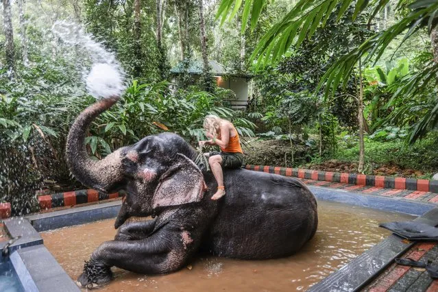 Visitors can interact with rescued elephants at this elephant sanctuary in Kerala, southern India on August 6, 2023. (Photo by Paul Quezada-Neiman/Alamy Live News)