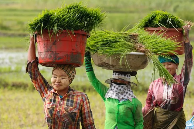 Myanmar women work in a paddy field on the outskirts of Naypyitaw, Myanmar, 24 July 2018. A floor price for paddy has been set at 500,000 Burmese Kyat (or 346 US dollar) for every 100 baskets of rice for the 2018 paddy harvesting period, the Myanmar Rice Federation announced at the Myanmar Rice Federation Stake holder Forum in March 2018 in Naypyitaw. (Photo by Hein Htet/EPA/EFE)