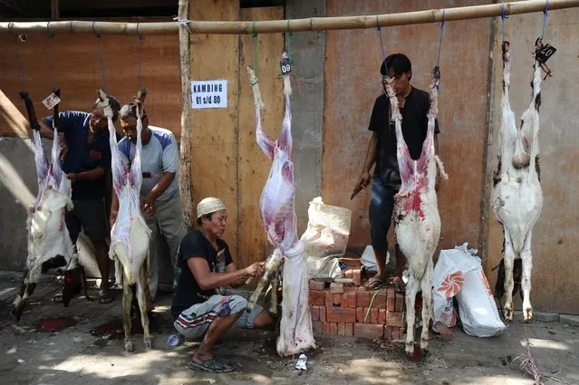 Indonesian Muslims slaughter goats as offering in Eid al-Adha on October 15, 2013 in Surabaya, Indonesia. Muslims worldwide celebrate Eid Al-Adha, to commemorate the Prophet Ibrahim's readiness to sacrifice his son as a sign of his obedience to God, during which they sacrifice permissible animals, generally goats, sheep, and cows. (Photo by Robertus Pudyanto/Getty Images)