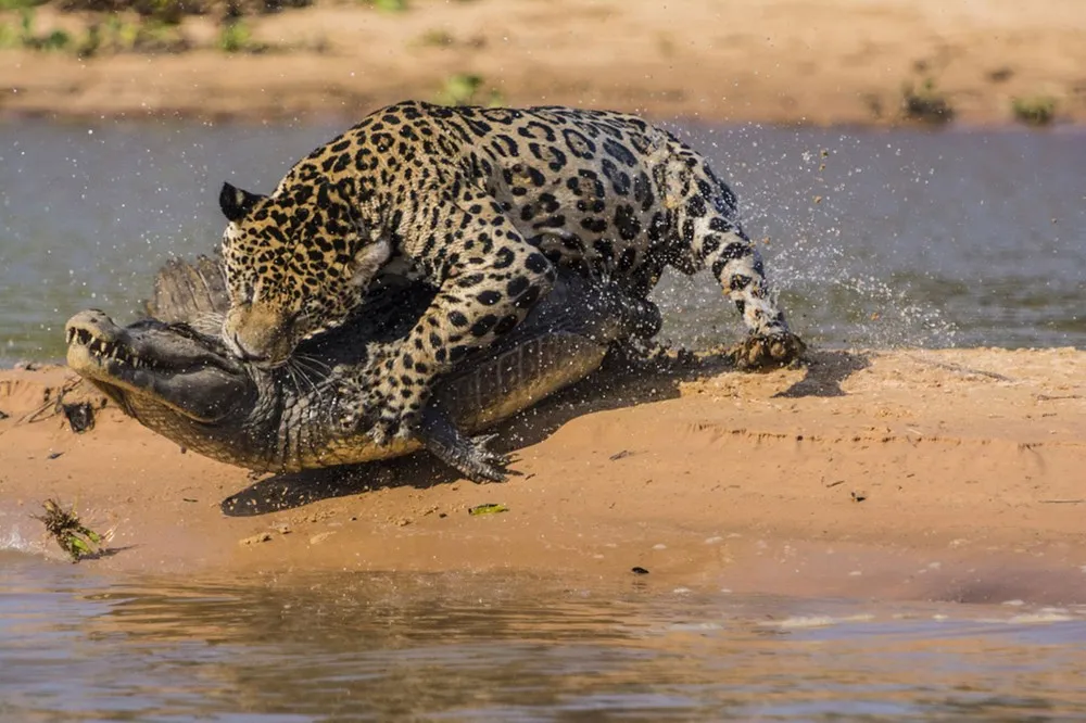 Jaguar Attacks a Yacare Caiman