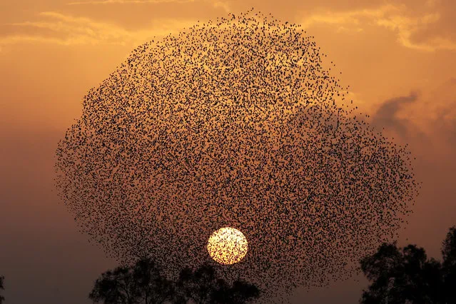 A flock of starlings fly in formation at sunset near the village Tidhar, southern Israel, Thursday January 14, 2016. (Photo by Abir Sultan/EPA)