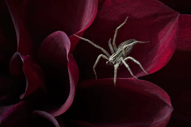 Hidden Britain winner: Waiting for her Prey (Nursery Web Spider), Dunchideock, Devon. (Photo by Andrew McCarthy/British Wildlife Photography Awards)