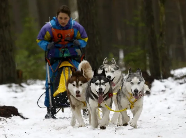 A participant rides behind her dogs during a dog sled festival called “The North Dogs” near Oktyabr village, Belarus, January 30, 2016. (Photo by Vasily Fedosenko/Reuters)