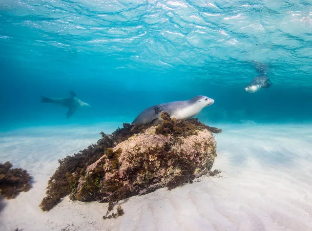 Endemic to southern and western Australia, the Australian sea lion is endangered. Its complex breeding cycle makes population recovery or even maintenance difficult. (Photo by Philip Hamilton/The Guardian)