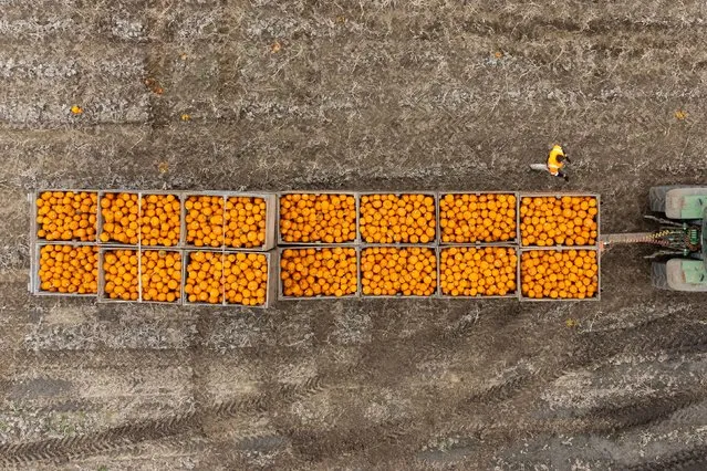 A trailer full of freshly harvested pumpkins at Oakley Farms near Wisbech in Cambridgeshire, UK on Wednesday, September 27, 2023, which is one of Europe's biggest suppliers of pumpkins, growing around five million each year. (Photo by Joe Giddens/PA Images via Getty Images)