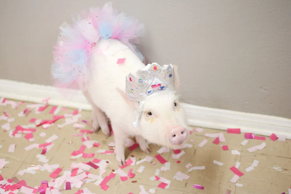 Micropig at Birthday Party