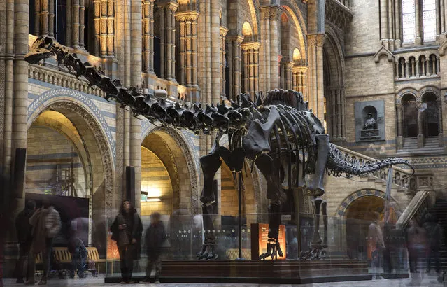 Members of the public walk around “Dippy” the Diplodocus at Natural History Museum on January 4, 2017 in London, England. The 70ft long (21.3m) plaster-cast sauropod replica, which is made up of 292 bones, is set to leave the Natural History Museum in London, where it has been for 109 years, before going on a national tour. Dippy will be replaced by an 83 foot long real skeleton of a Blue Whale, which will be hung from the ceiling. (Photo by Dan Kitwood/Getty Images)