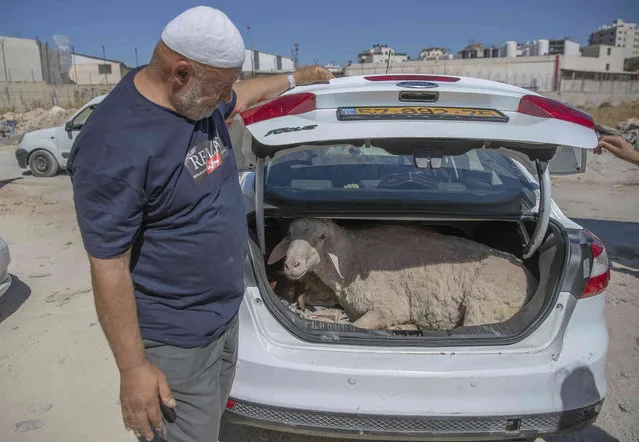 A Palestinian man loads an animal that he bought in the trunk of his vehicle at a livestock market in preparation for the Muslim holiday of Eid al-Adha, in the West Bank city of Ramallah, Saturday, July. 17, 2021. Eid al-Adha, or Feast of Sacrifice, Islam's most important holiday that marks the willingness of the Prophet Ibrahim to sacrifice his son, is to start this upcoming Tuesday with Muslims Sacrificing an animal and celebrate the end of their annual pilgrimage to the holy city of Mecca in Saudi Arabia. (Photo by Nasser Nasser/AP Photo)