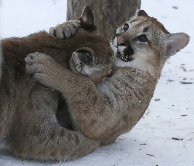 Two four-month-old North American cougar cubs play in the Royev Ruchey zoo on the suburbs of the Siberian city of Krasnoyarsk, Russia, February 11, 2016. (Photo by Ilya Naymushin/Reuters)