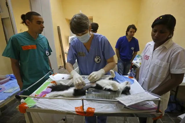 U.S. veterinarian Amanda Bruce operates on a cat during a community campaign for the sterilisation and deworming of dogs and cats in Havana, Cuba February 25, 2016. (Photo by Reuters/Stringer)