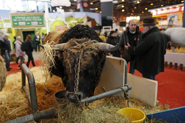 A bull is pictured at the International Agricultural Show in Paris, France, February 29, 2016. The Paris Farm Show runs from February 27 to March 6, 2016. (Photo by Benoit Tessier/Reuters)