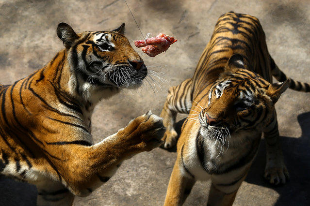 Tigers try to catch a piece of chicken inside its enclosure at Sriracha Tiger Zoo in Chonburi province, Thailand, January 30, 2017. (Photo by Athit Perawongmetha/Reuters)