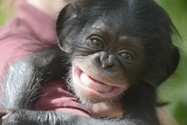 Keeva, a two-month-old chimpanzee, born in Maryland and rejected by her mother, is shown in this undated handout photo provided by Tampa's Lowry Park Zoo in Tampa, Florida, May 7, 2015. (Photo by Dave Parkinson/Reuters/Tampa's Lowry Park Zoo)