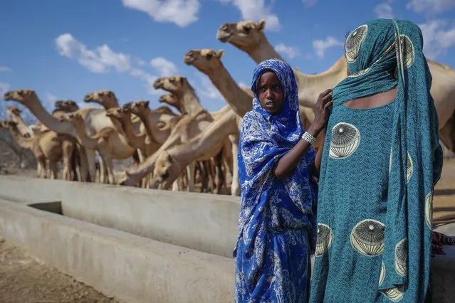 Girls look after their family's camels as they drink from a water point in the desert near Dertu, Wajir County, Kenya Sunday, October 24, 2021. (Photo by Brian Inganga/AP Photo)
