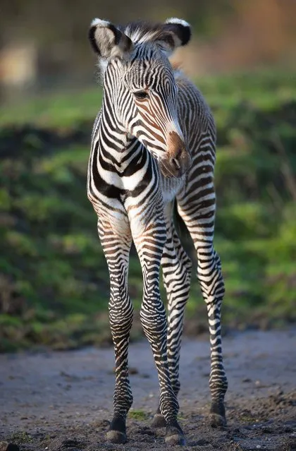 Undated handout photo issued by Chester Zoo of a newborn Grevy's zebra, the first born at the zoo for 34 years. There are thought to be less than 2,500 left in the wild. The foal, who was born with brown stripes that will turn black as she matures, arrived on Saturday to first time parents Nadine and Mac. (Photo by Chester Zoo/PA Wire)