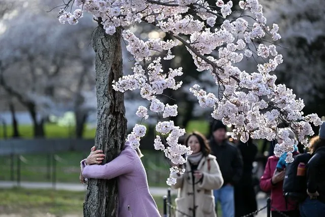 A visitor hugs a cherry tree nicknamed “Stumpy” along the Tidal Basin on Wednesday March 20, 2024 in Washington, DC. (Photo by Matt McClain/The Washington Post)