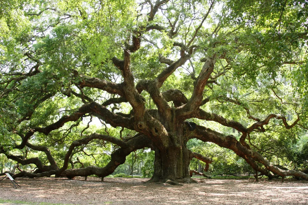 The Angel Oak Tree in South Carolina