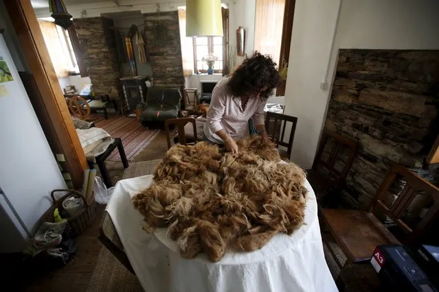 Lisa Vella-Gatt, 46, processes the wool of alpacas at her house in Benfeita, Portugal May 11, 2015. (Photo by Rafael Marchante/Reuters)