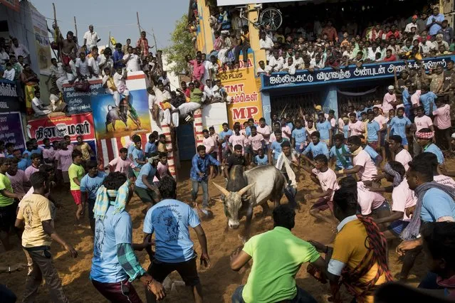 A bull faces a crowd during a traditional bull-taming festival called “Jallikattu”, in the village of Allanganallur, near Madurai, Tamil Nadu state, India, Friday, February 10, 2017. Jallikattu involves releasing a bull into a crowd of people who attempt to grab it and ride it. Performed during the four-day “Pongal” or winter harvest festival, popular in Tamil Nadu. (Photo by Bernat Armangue/AP Photo)