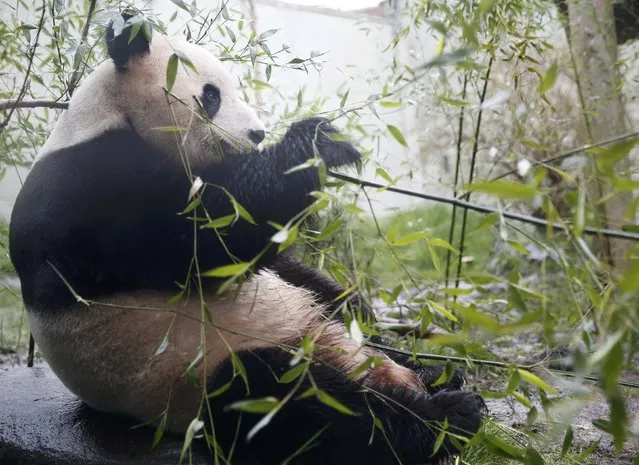 Tian Tian, a giant panda eats bamboo in the outdoor enclosure at Edinburgh Zoo ,Scotland April 12, 2016. The Royal Zoological Society of Scotland and Royal Botanic Garden Edinburgh will perform research into the complexity of the panda diet. (Photo by Russell Cheyne/Reuters)