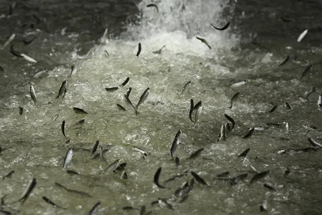 Thousands of young salmon are sent into a holding tank in the Sacramento River in Rio Vista, Calif., on March 25, 2014. The salmon were trucked more than 200 miles from a hatchery on the northern part of the river. Drought conditions in the state made the river impassable for young fish. (Photo by Robert Galbraith/Reuters)