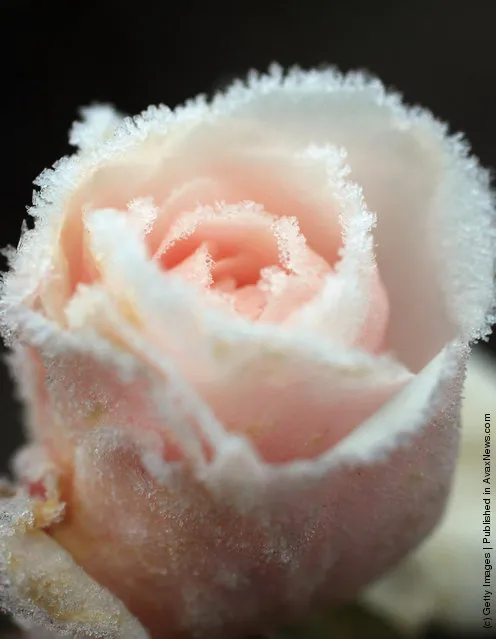 The last of the summer roses are dusted with a coating of frost as the first freezing temperatures descend