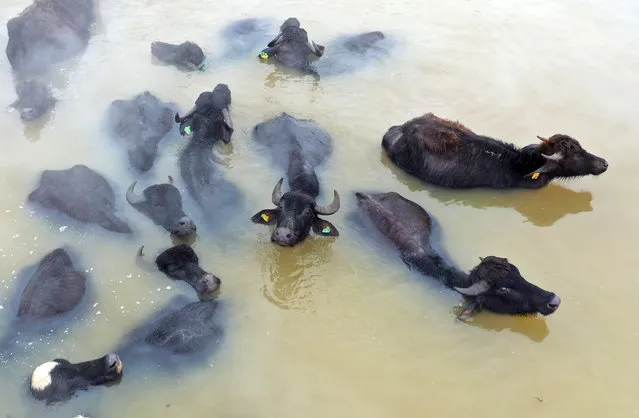 A drone photo shows buffalos are seen in a thermal water after they were brought by their breeders during winter season at Budakli village of Guroymak district in Bitlis, Turkey on January 02, 2022. In the district of Guroymak in Bitlis, buffalo breeders wash their animals thermal springs periodically, which are unclean in the barns in winter. In the village, where unfavorable weather conditions are effective, the buffaloes that get unclean in the barns because they cannot be taken outside, are washed in the hot spring water for healthier and milk yield. In the region where the temperature drops to minus 20 degrees, buffaloes and horses brought to the hot spring covered with snow are washed in the water where the steam rises. (Photo by Sener Toktas/Anadolu Agency via Getty Images)