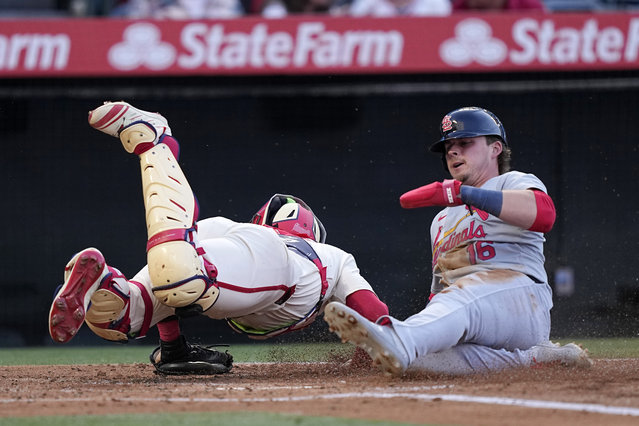 St. Louis Cardinals' Nolan Gorman, right, scores after Michael Siani hit into a fielder's choice as Los Angeles Angels catcher Logan O'Hoppe dives after an errant throw to home during the second inning of a baseball game Tuesday, May 14, 2024, in Anaheim, Calif. (Photo by Mark J. Terrill/AP Photo)