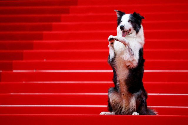 Messi, the dog from the film “Anatomie d'une chute” (Anatomy of a Fall), who is getting his own TV show at Cannes, poses on the red carpet before guest arrivals for the opening ceremony at the 77th Cannes Film Festival in Cannes, France, on May 14, 2024. (Photo by Sarah Meyssonnier/Reuters)