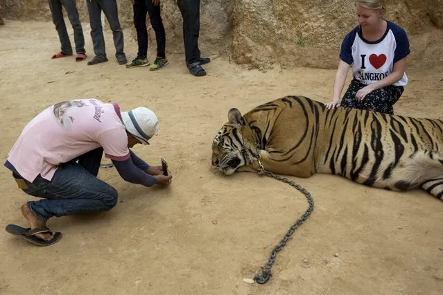 A staff member photographs a visitor with one of the big cats at Tiger Temple, in Kanchanaburi, Thailand, March 16, 2016. (Photo by Amanda Mustard/The New York Times)