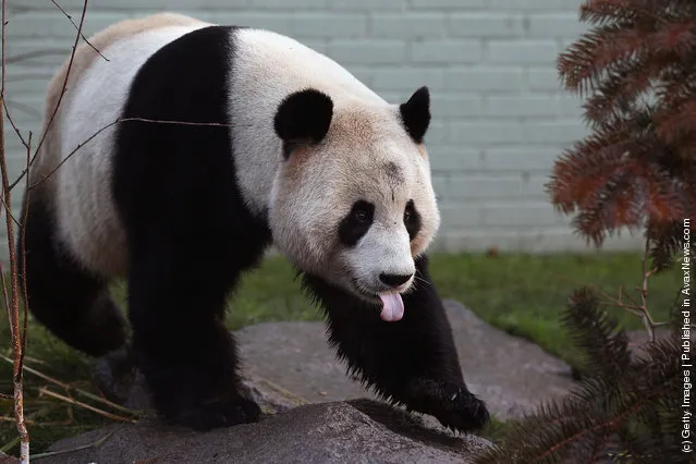Yang Guang, a male panda
