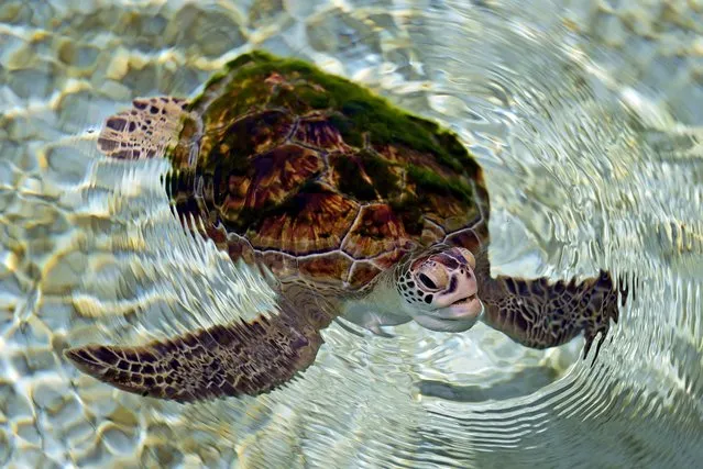 A rescued Green sea turtle swims in a pond at the Khor Kalba Conservation Reserve in the city of Kalba, on the east coast of the United Arab Emirates, Tuesday, February 1, 2022.  A staggering 75% of all dead green turtles and 57% of all loggerhead turtles in Sharjah had eaten marine debris, including plastic bags, bottle caps, rope and fishing nets, a new study published in the Marine Pollution Bulletin. The study seeks to document the damage and danger of the throwaway plastic that has surged in use around the world and in the UAE, along with other marine debris. (Photo by Kamran Jebreili/AP Photo)