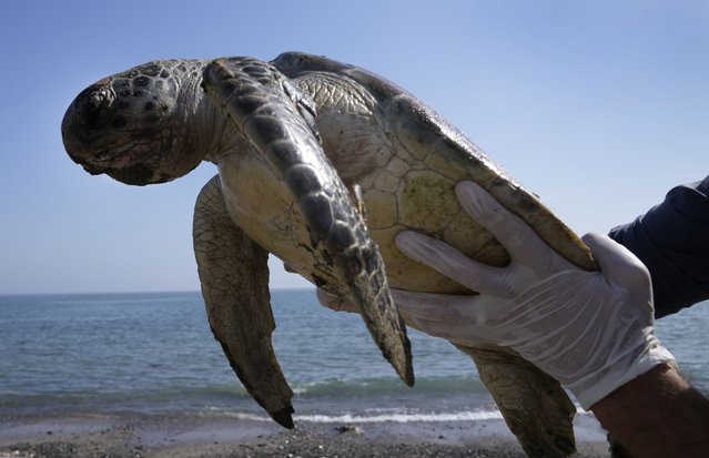 A dead green sea turtle is collected from the beach at the Khor Kalba Conservation Reserve, in the city of Kalba, on the east coast of the United Arab Emirates, Tuesday, February 1, 2022.  A staggering 75% of all dead green turtles and 57% of all loggerhead turtles in Sharjah had eaten marine debris, including plastic bags, bottle caps, rope and fishing nets, a new study published in the Marine Pollution Bulletin. The study seeks to document the damage and danger of the throwaway plastic that has surged in use around the world and in the UAE, along with other marine debris. (Photo by Kamran Jebreili/AP Photo)