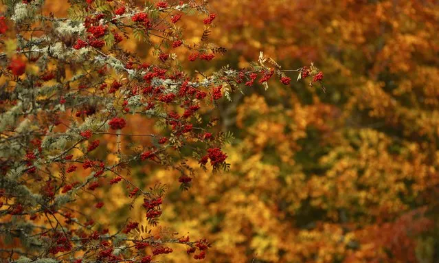 Rowan berries are seen in front of autumnal foliage in Perthshire, Scotland, Britain October 24, 2016. (Photo by Russell Cheyne/Reuters)