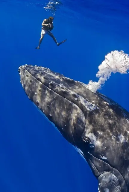 This is the moment a diver appears to shake hands with a giant 52ft whale. The divers were just metres away when one humpback whale – which weighs 36,000kg – extends its giant flipper in a peaceful manner. (Photo by Masa Ushioda/SeaPics/Solent News & Photo Agency)