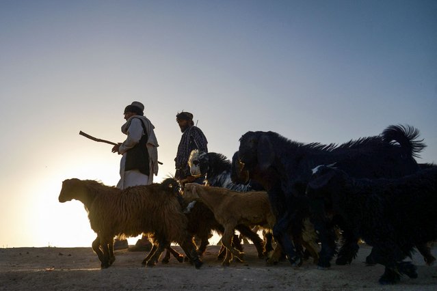 Afghan shepherds walk their livestock during sunset in Dand district of Kandahar province on July 14, 2024. (Photo by Sanaullah Seiam/AFP Photo)